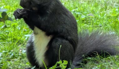 Eichhörnchen beim Jausnen