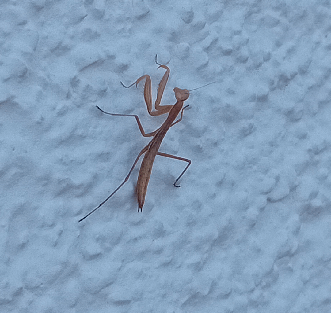 Ist es das, was ich denke?