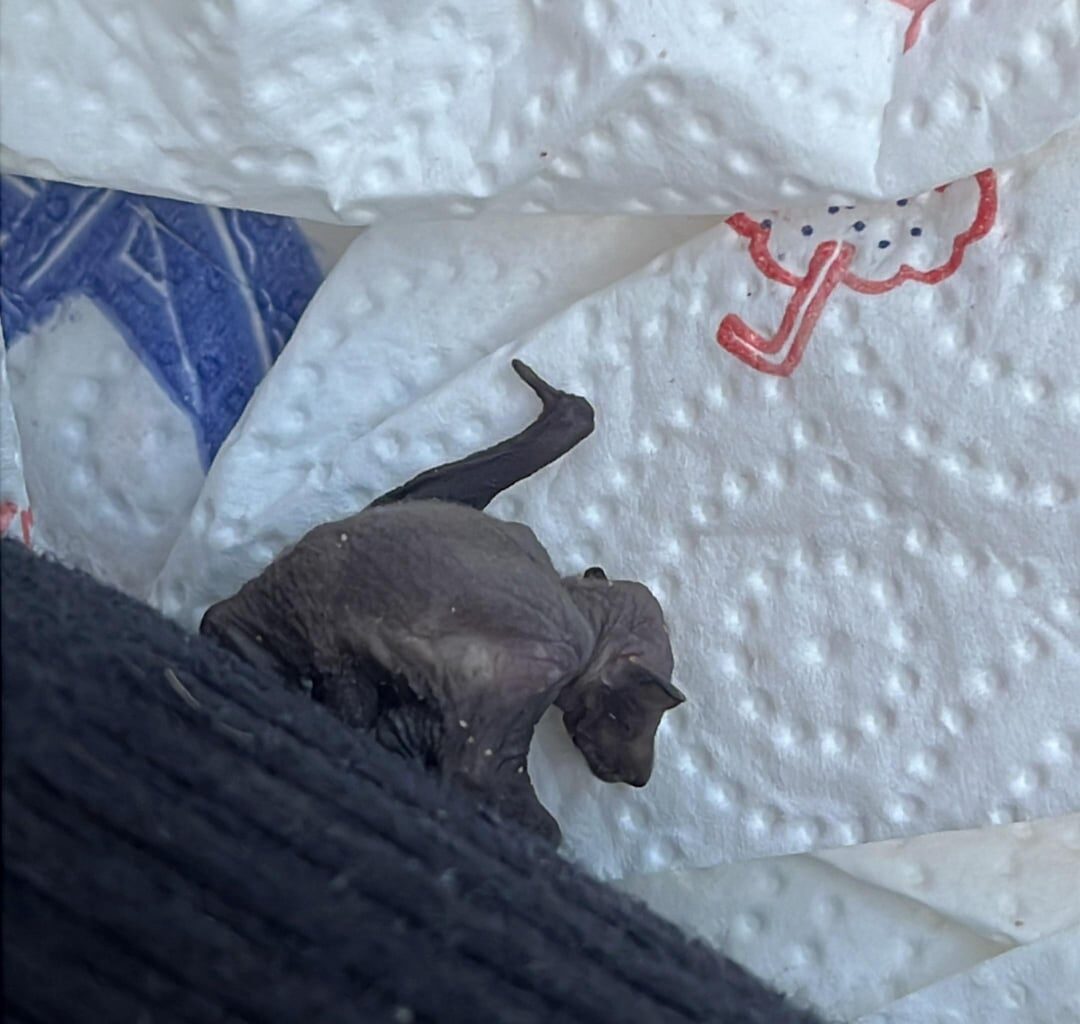 Hilfe! Fledermaus gefunden! Was tun?