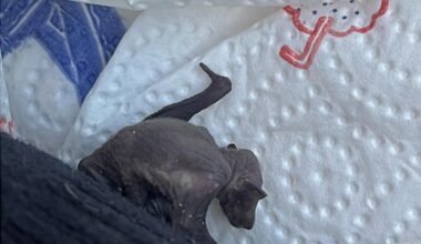 Hilfe! Fledermaus gefunden! Was tun?