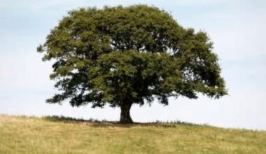 Auf der Suche nach einem alleinstehenden Baum 🌳