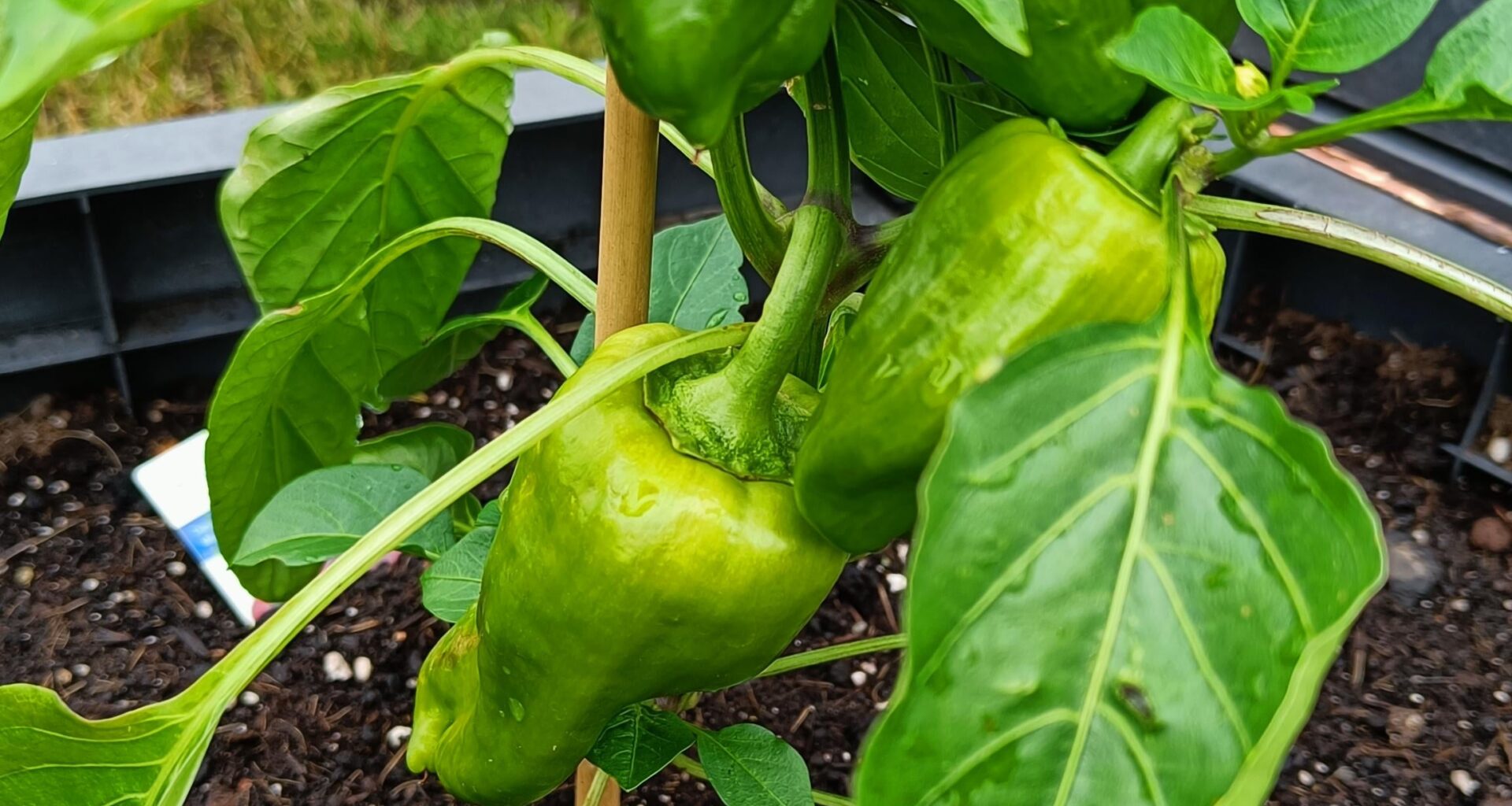 Meine Paprika macht sich gut so weit