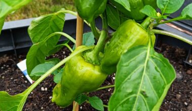 Meine Paprika macht sich gut so weit