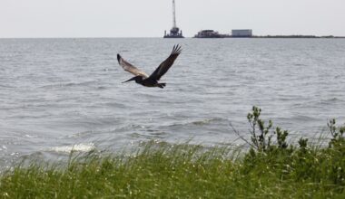 NTSB says Third Coast failed to shut down oil pipeline that leaked into the Gulf for nearly 13 hours