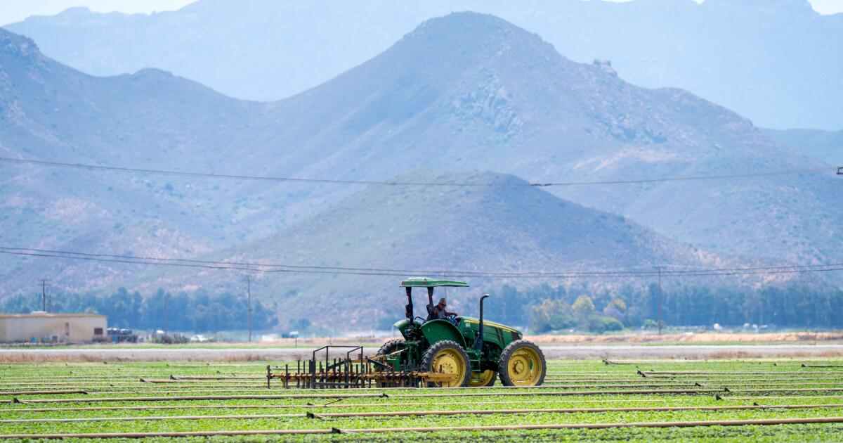 As the summer harvest launches, uncertainty hangs over California fields