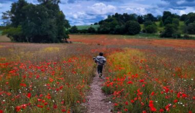 Poppy fields