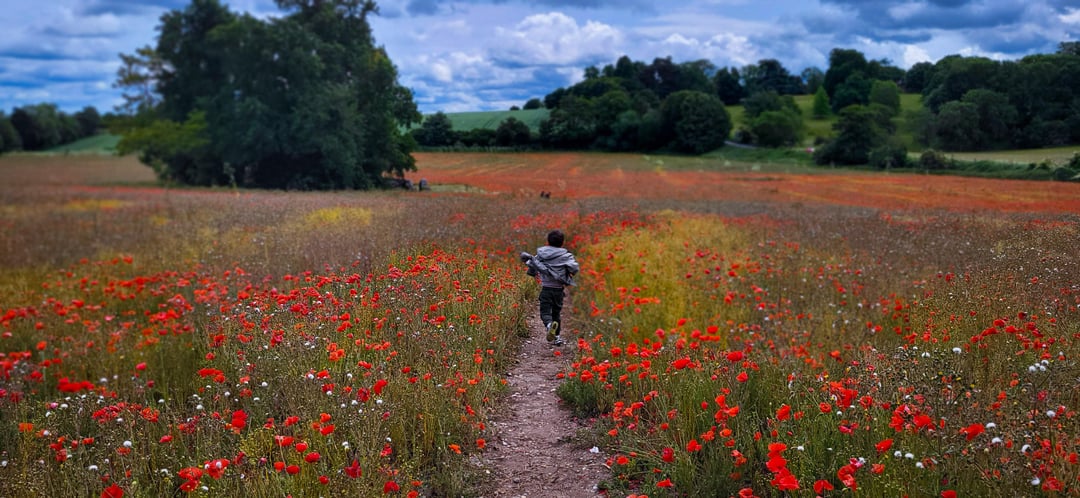 Poppy fields