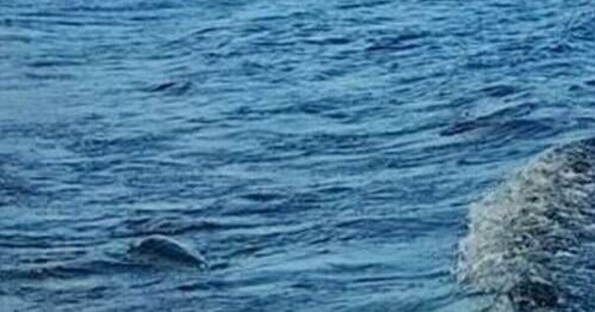 Loch Ness Monster 'official sighting' has been recorded by visitor last month