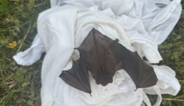 Fledermaus aus See gefischt