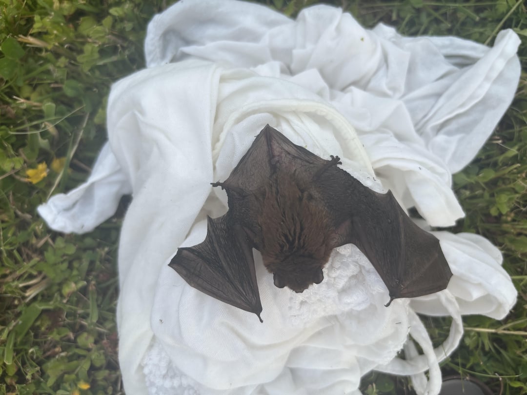 Fledermaus aus See gefischt