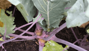 Was ist bei meinem Kohlrabi los?