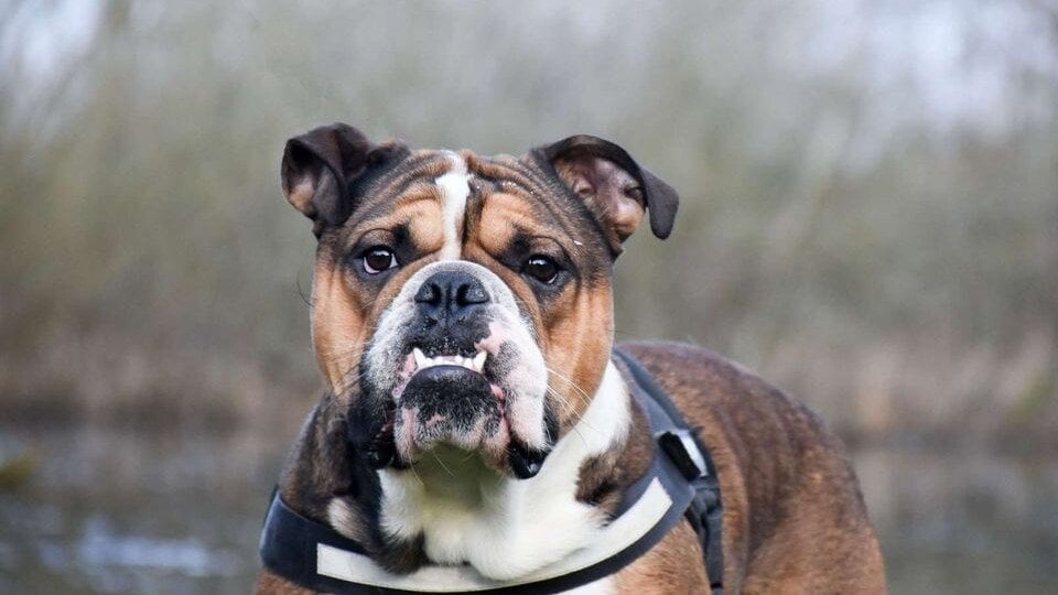 Det skal være slut med at avle hunde, bare fordi den er nuttet