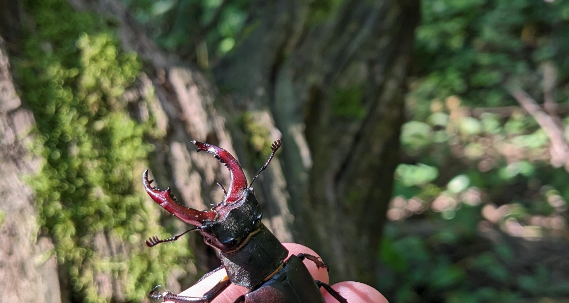 Hirschkäfer hat sich in mein Zimmer verirrt - hab ihn in den Wald gebracht