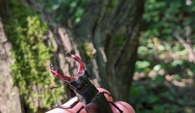 Hirschkäfer hat sich in mein Zimmer verirrt - hab ihn in den Wald gebracht