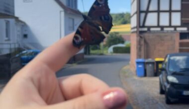 Mein neuer Freund 🦋