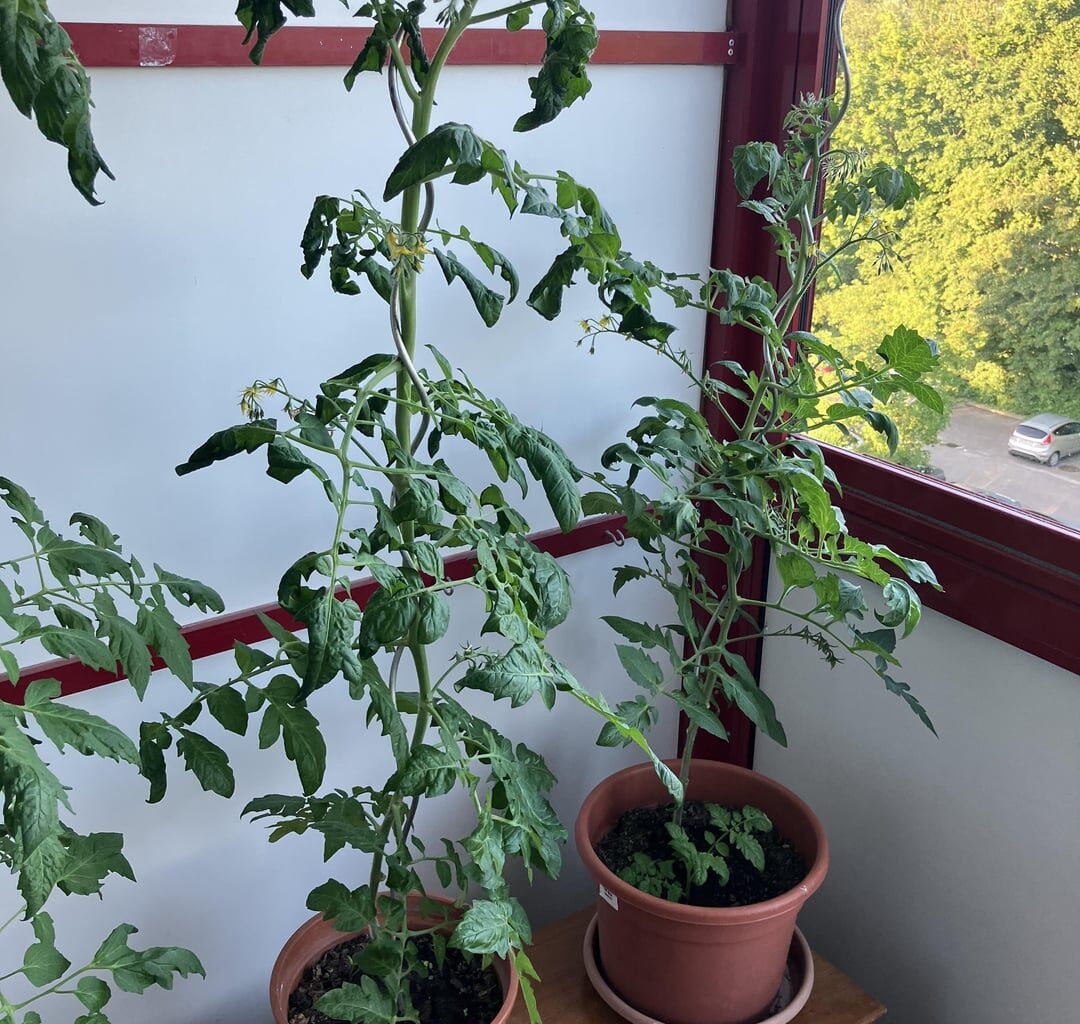 Was haben meine Tomaten