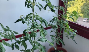 Was haben meine Tomaten