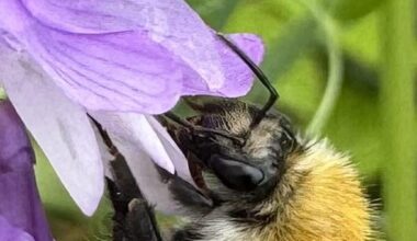 Hummel