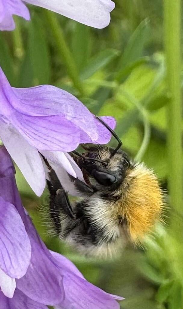Hummel