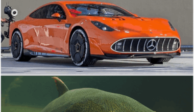ich🚗iel