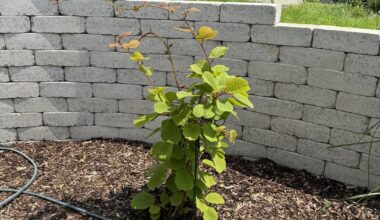 Rankhilfe für Kiwi