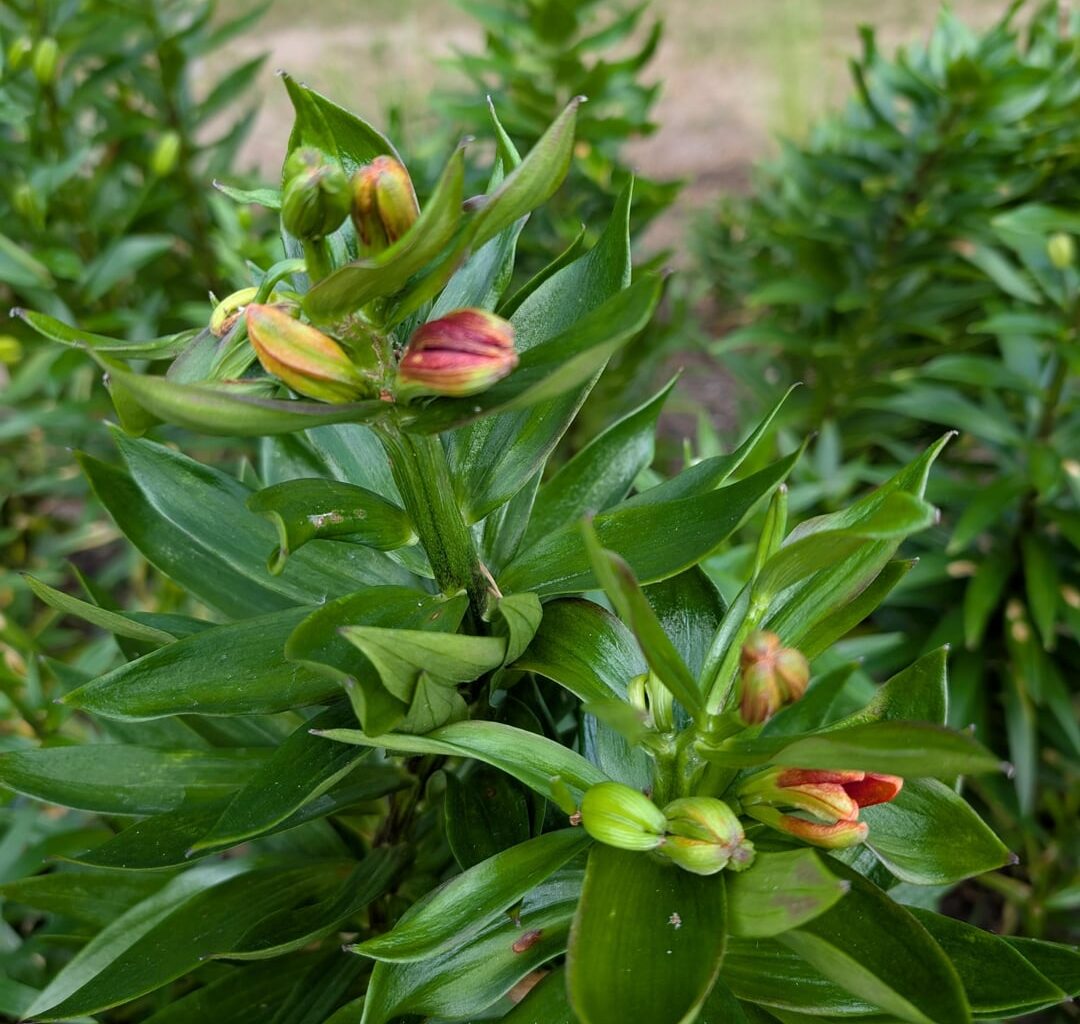 Asiatische Lilien ohne Blüten