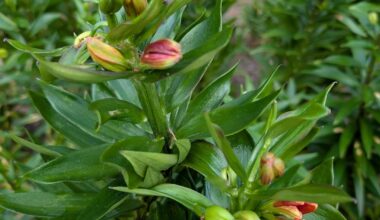 Asiatische Lilien ohne Blüten