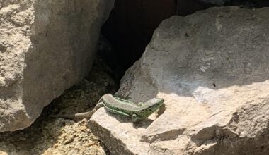 Erfolgreiches Projekt: Steinhaufen für Zauneidechsen