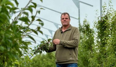 Fruitteler bouwt zonnepanelen om zijn peren te beschermen: 'Grond dubbel gebruikt'