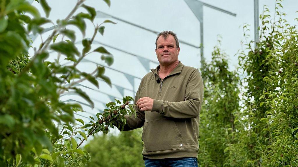 Fruitteler bouwt zonnepanelen om zijn peren te beschermen: 'Grond dubbel gebruikt'