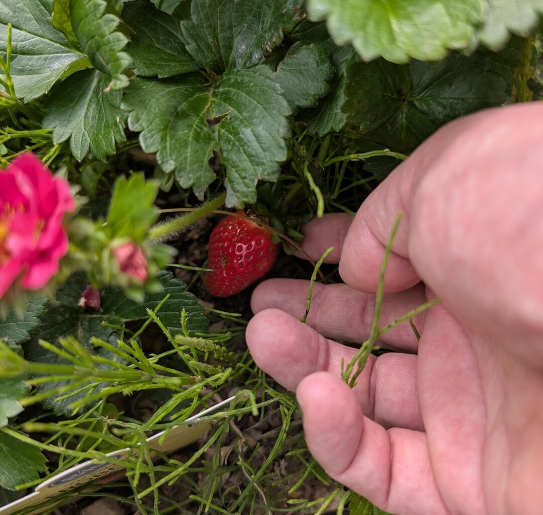 Was sind das für Stellen an meinen Erdbeeren ?