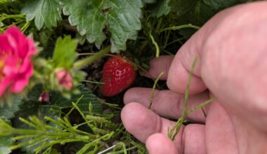 Was sind das für Stellen an meinen Erdbeeren ?