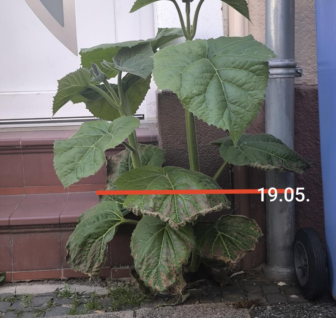 Erstaunliches Fugenwachstum - S03 E02 - 38 cm in zwei Wochen