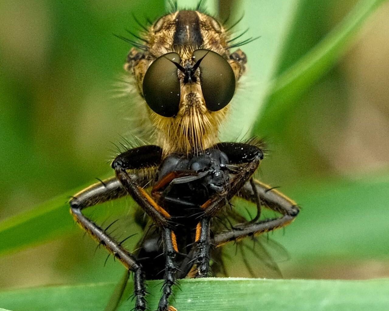 Barbarossa-Fliege mit Beute [OC]