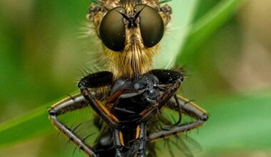 Barbarossa-Fliege mit Beute [OC]