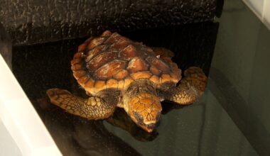 Surge in exotic turtles being washed ashore Irish coast