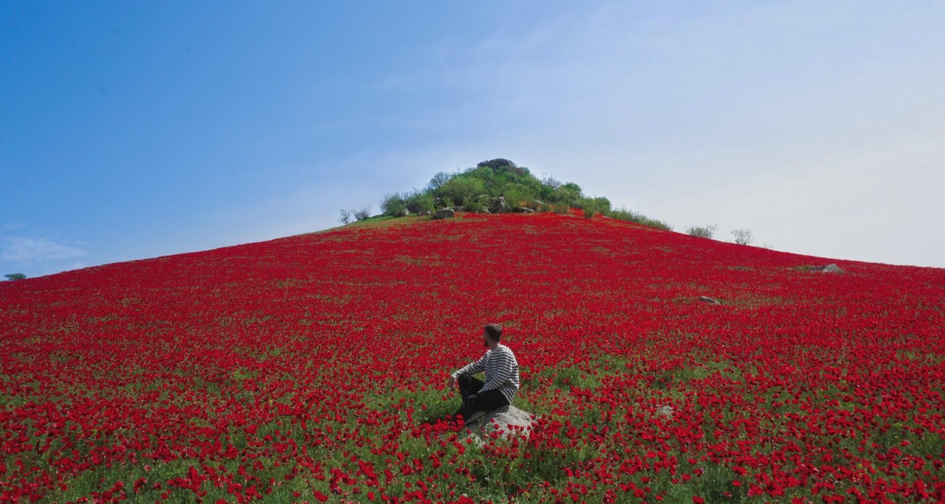 Papaver field somewhere in Kakheti, Georgia
