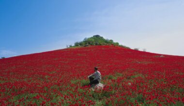 Papaver field somewhere in Kakheti, Georgia