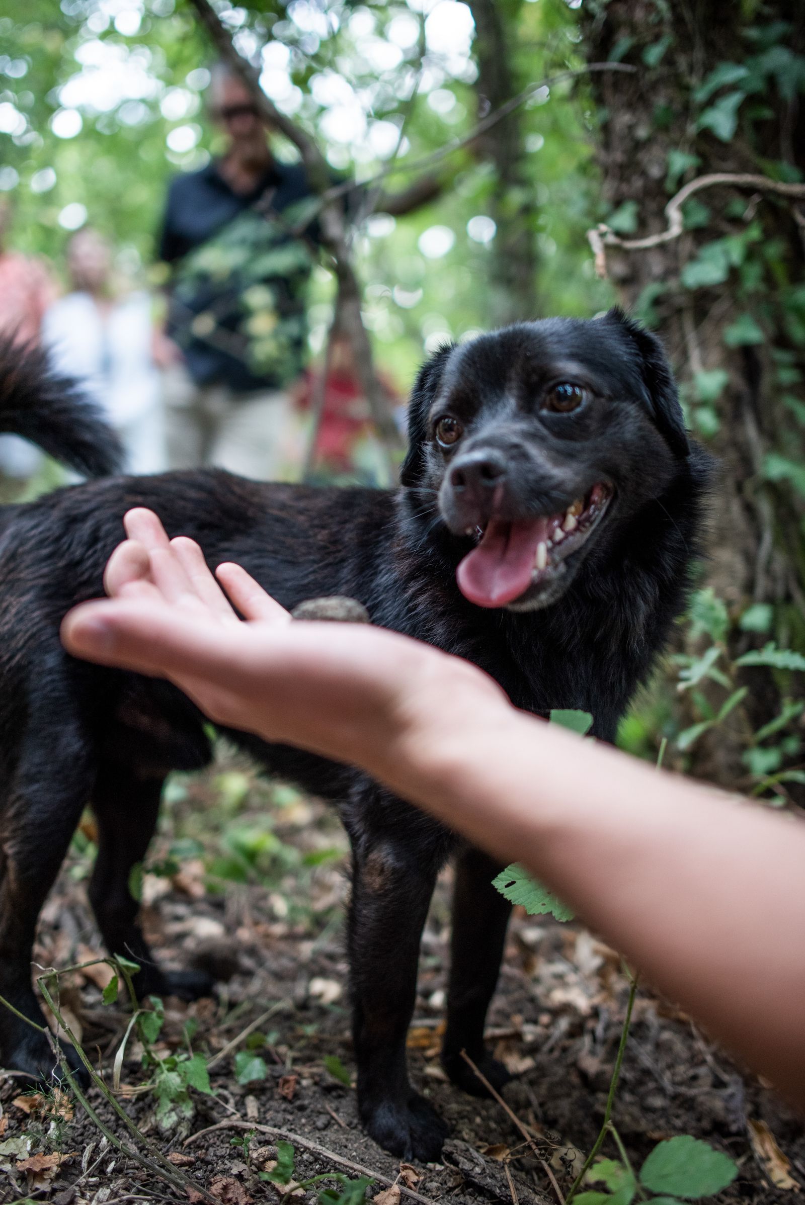 Image may contain Body Part Finger Hand Person Plant Vegetation Adult Animal Canine Dog Mammal Pet and Puppy