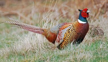 Minnesota DNR invites people to share pheasant and turkey observations - Austin Daily Herald