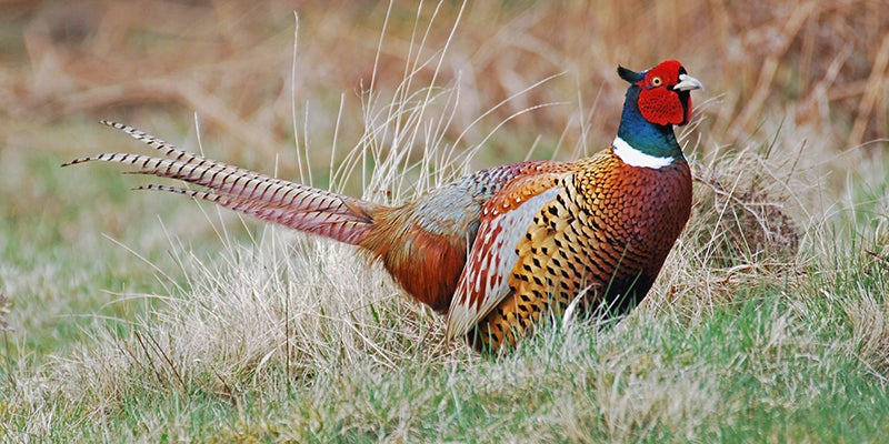 Minnesota DNR invites people to share pheasant and turkey observations - Austin Daily Herald