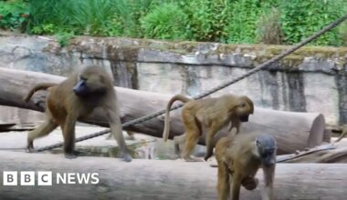 Outcry after German zoo culled baboons due to overcrowding