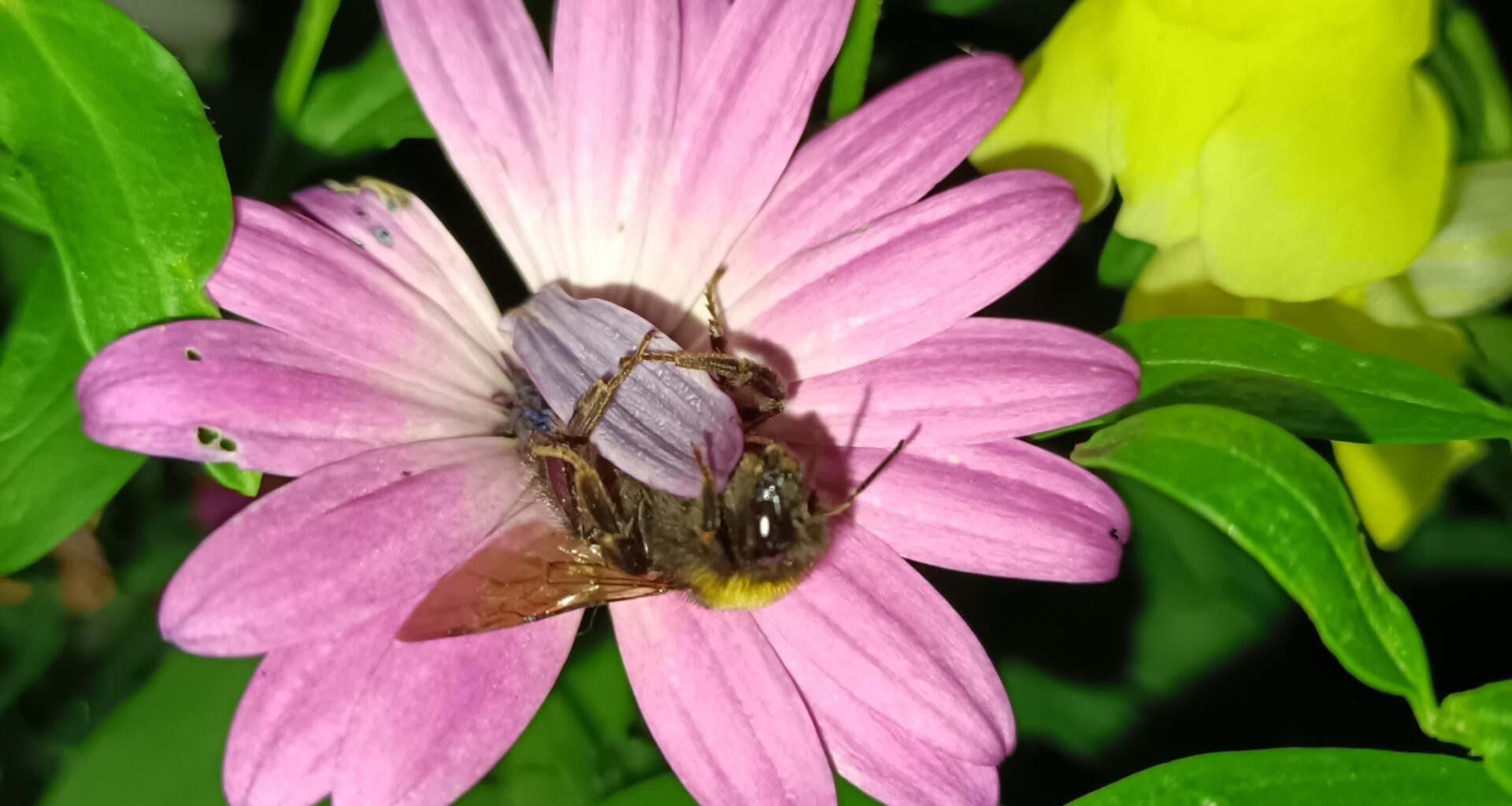 Hummel müde, Hummel schlafen.
