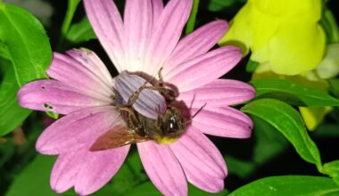 Hummel müde, Hummel schlafen.