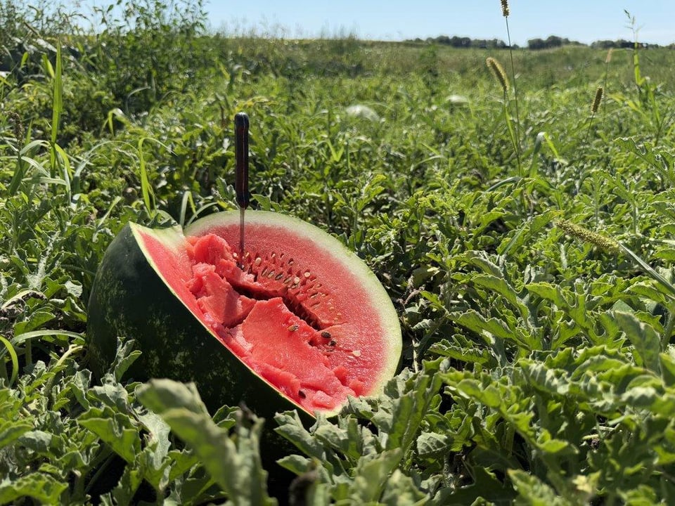 Growing watermelons in Sumy, not the warmest area of Ukraine. The farmer says he relies on love for the land and strong values and the Ukrainian army