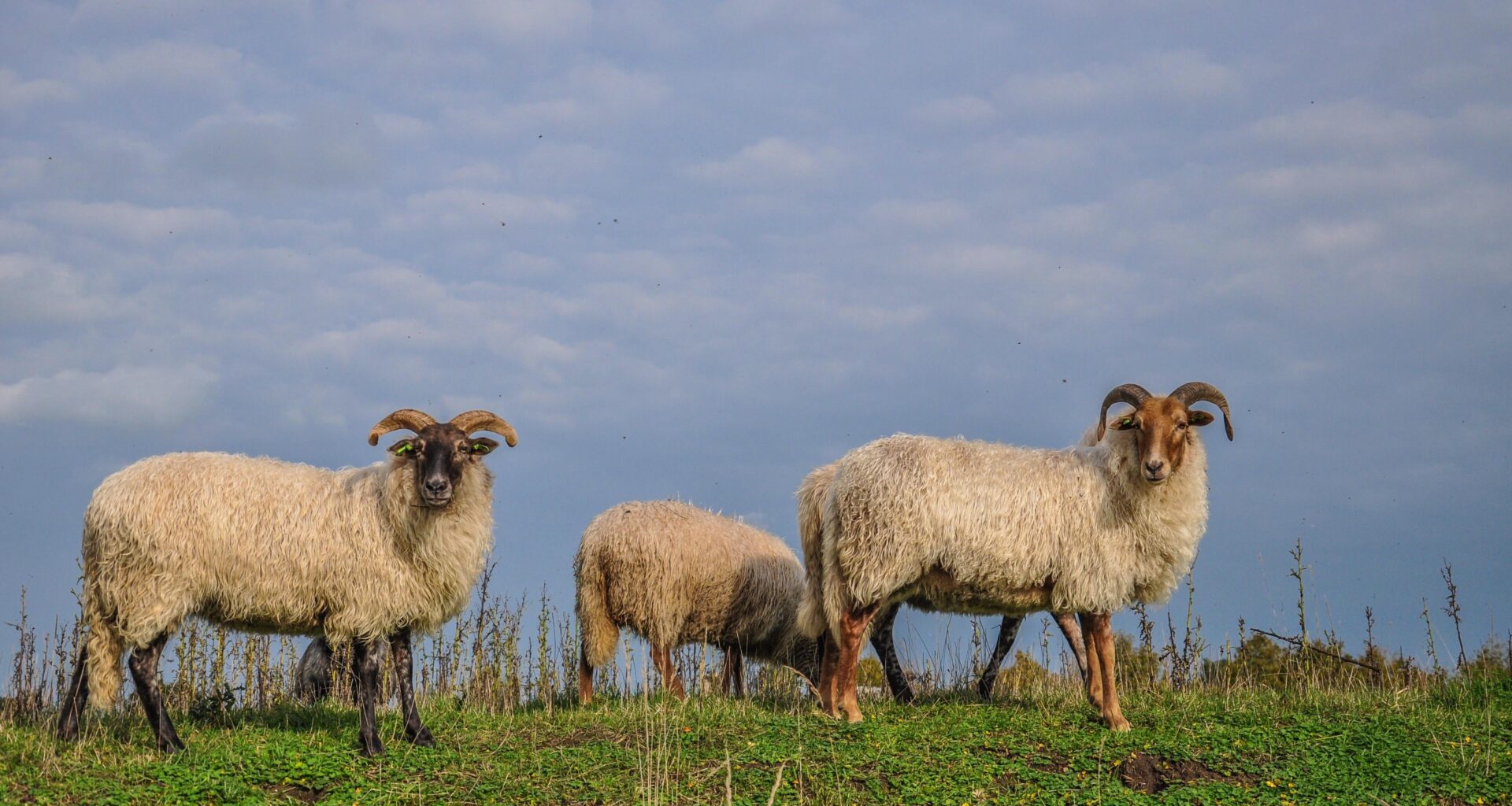 Drents heideschaap