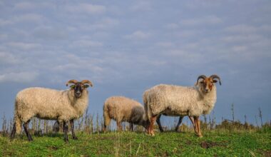 Drents heideschaap