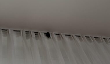Ich hatte plötzlich 10 Fledermäuse in der Wohnung – jetzt ist noch eine übrig, und sie hängt hier fest. Was tun?