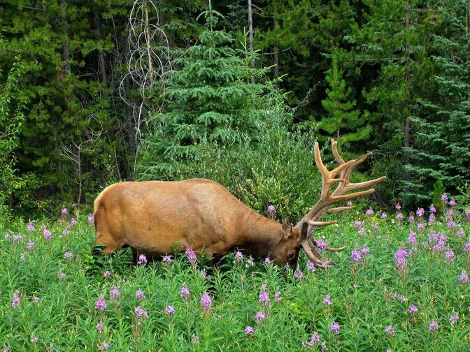 Video: Unwell elk cools down in an Estonian swamp | News