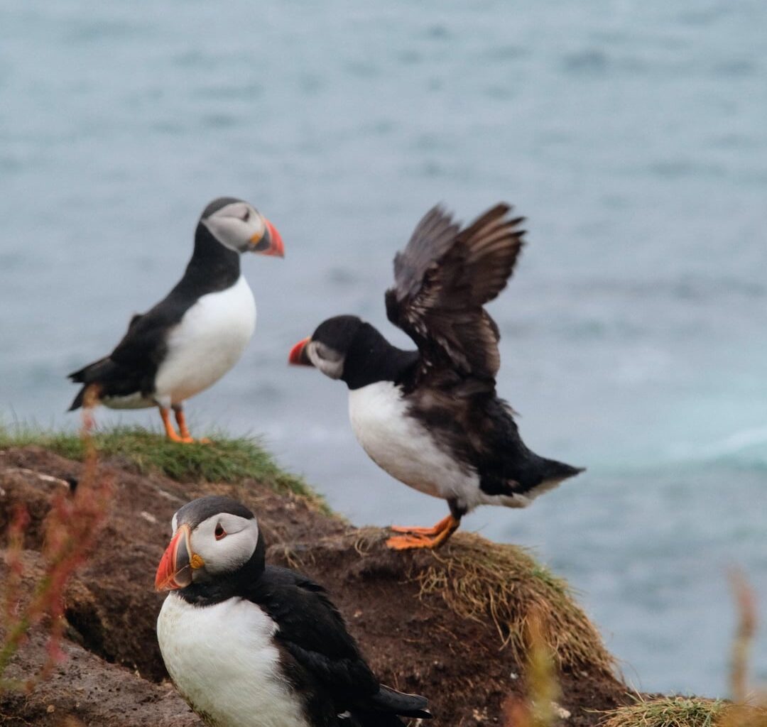Puffins on Lunga!